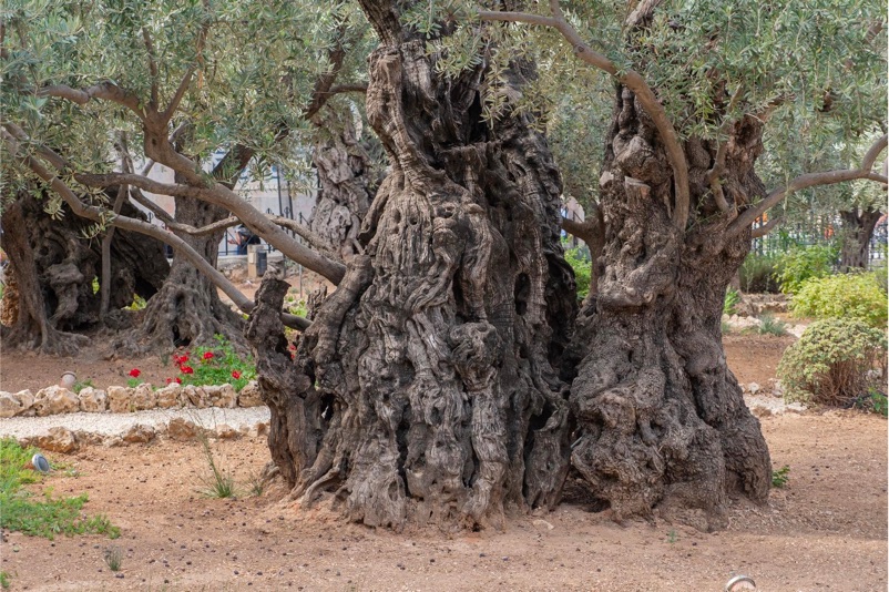 Ulivi Secolari nel Salento